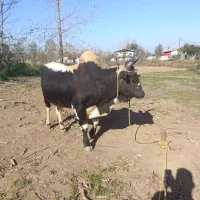 ورزا|حیوانات مزرعه|رشت, منظریه|دیوار