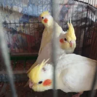 طوطی عروس سه ماه دست آموز|پرنده|رشت, جماران|دیوار