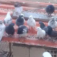 40تا کبوتر پرشی
