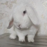 خرگوش لوپ نر