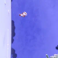 دلقک ماهی ابشور|ماهی|اسلام‌شهر, شهرک سعیدیه|دیوار