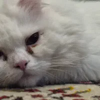 گربه اسکاتیش پرشین