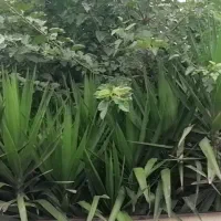 گل برای فروش