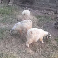 کهره نر