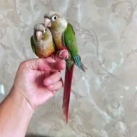 گرینچیک سخنگو باهوش ومهربان