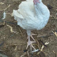 بوقلمون بیوتی۶|حیوانات مزرعه|بندرعباس, |دیوار