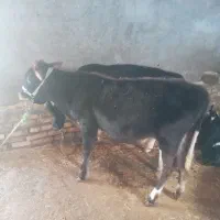 گوساله|حیوانات مزرعه|دالاهو, |دیوار