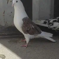 کفتر دوکت سرور