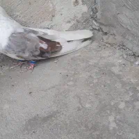 فروش جفت تهرونی کشیده