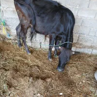 دوگاوگوساله سالم  سر حال  برای داشتی گوشتی|حیوانات مزرعه|جیرفت, |دیوار