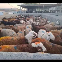 دام زنده بهداشتی کردی. افشارکردی باسکول دیجیتال|حیوانات مزرعه|تهران, شهید بهشتی|دیوار