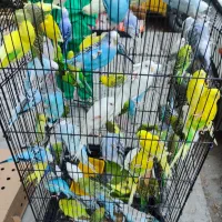 کوتوله،مرغ عشق،انواع طوطی وفنچ،مرغ مینای سخنگو|پرنده|بروجن, |دیوار