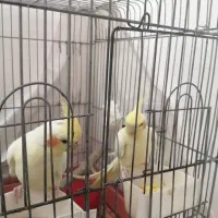 یه جفت عروس هلندی لوتینو ۱۵۰۰۰۰|پرنده|قم, انصار‌الحسین|دیوار