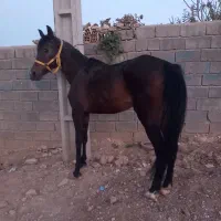 اسب مادیان عرب مصری