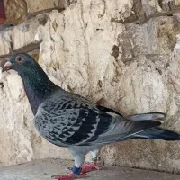 کبوتر پلاکی گرفتنی مسابقات عربستان KSA