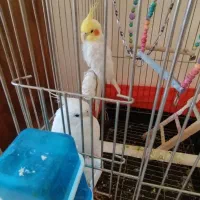 دوتا عروس هلندی البینیوچشم شرابی با لوتینو