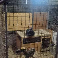 لاری اوشامو جوجه لاری بوقلمون