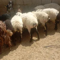 میش چاق چاق