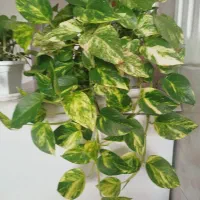 پنج گل زیبا با قیمت مناسب