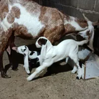 بز پاکستانی اصل|حیوانات مزرعه|کرمان, |دیوار