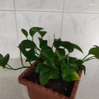 سه گل فروشی