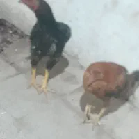 خروس ومرغ لاری|حیوانات مزرعه|تبریز, |دیوار