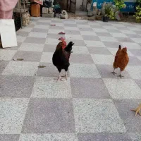 فروش‌ یک عدد خروس