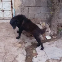 سگ قدرجونی|سگ|شوشتر, |دیوار