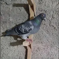 کبوتر پلاکی نر ایسونم