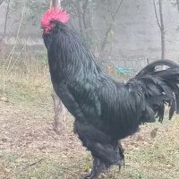 خروس سیاه مرندی