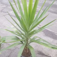 یوکا بزرگ . یوکا بنسای