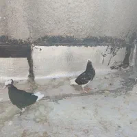 کبوتر / کفتر|پرنده|محمدشهر, محمدشهر|دیوار