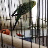 مرغ عشق|پرنده|کرج, مصباح|دیوار