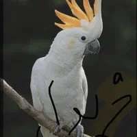 طوطی کاکادو و ملوکان