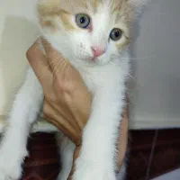 بچه گربه نر