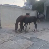 کره مادیان اصیل کرد و شجره دار