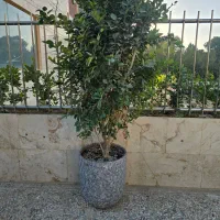 یاس هلندی ارتفاع ۲.۲۰|گل و گیاه طبیعی|تهران, کوهک|دیوار
