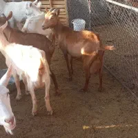 بز شیرده اصل و نر بز برای نسل کشی