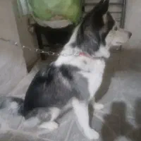 سگ هاسکی|سگ|شاهرود, |دیوار