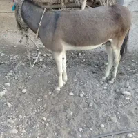 الاغ نر|حیوانات مزرعه|قلعه قاضی, |دیوار