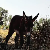 کره خر ماده و نر|حیوانات مزرعه|تبریز, |دیوار