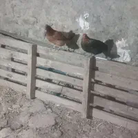 فروش ۱۰ عدد مرغ محلی درجه یک