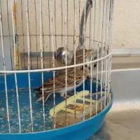 سهره خاکی نر