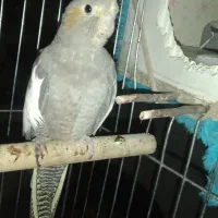 عروس هلندی ماده