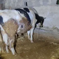 گوساله پای قصابی درجه یک توافقی|حیوانات مزرعه|تهران, جمهوری|دیوار