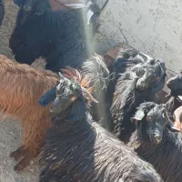 کهره جوان چاق|حیوانات مزرعه|تیمور آباد, |دیوار