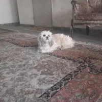 شیتزو ماده رایگان