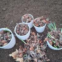 پیاز ریز نرگس