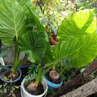 گل گیاه|گل و گیاه طبیعی|رشت, حمیدیان|دیوار