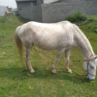 اسب|اسب و تجهیزات اسب‌سواری|گرگان, |دیوار